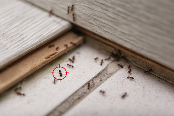 Wildlife Control Services in Mentor On The Lake, OH