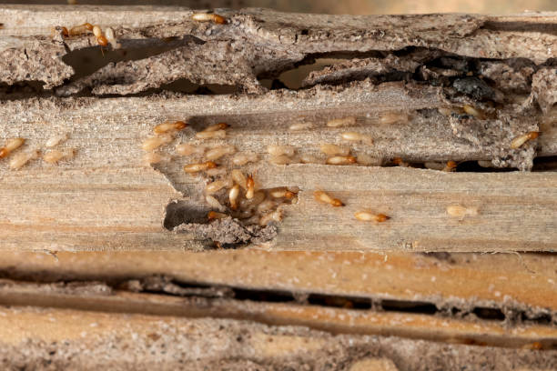 Best Best Pest Control Companies  in Mentor On The Lake, OH