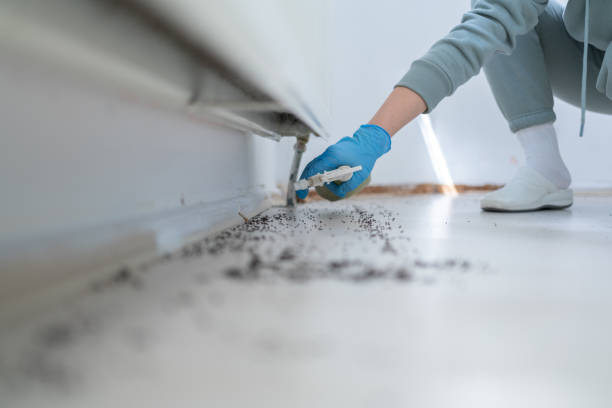 Best Wasp Removal Services  in Mentor On The Lake, OH